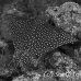 ray_eagle_wolf_h_0011_ecu0479_bw.jpg